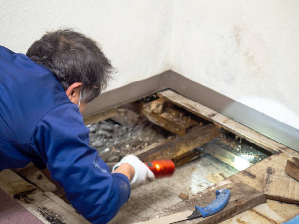 Best Mold Testing and Removal  in Waller, TX