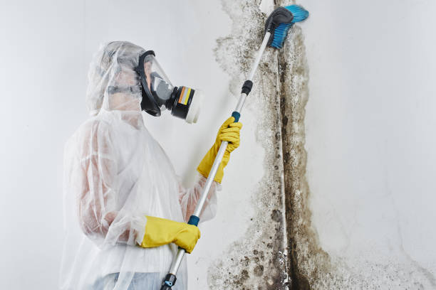 Best Mold Damage Repair  in Waller, TX