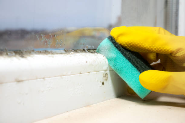 Mold Removal Process in Waller, TX