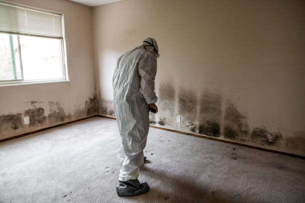 Best Fast Mold Removal  in Waller, TX