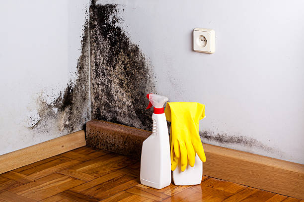 Home Mold Removal in Waller, TX