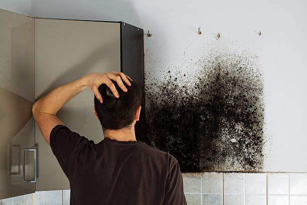 Best Local Mold Removal Service  in Waller, TX