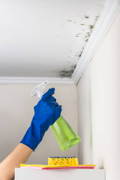 Best Residential Mold Removal  in Waller, TX