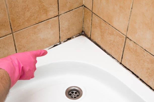 Best Commercial Mold Removal  in Waller, TX