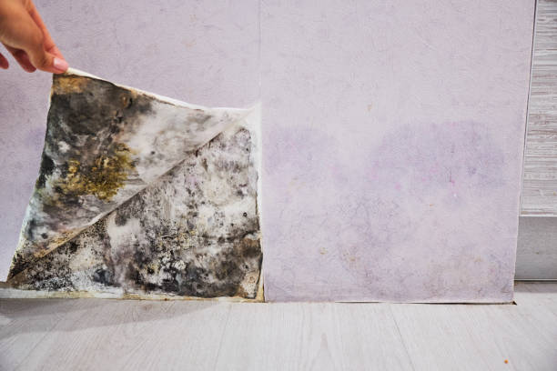 Best Same-Day Mold Removal  in Waller, TX